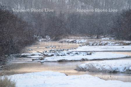 雪裡川のタンチョウ