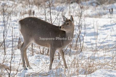 エゾシカ