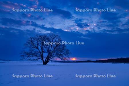 夜明けのハルニレの木