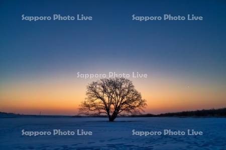 朝焼けのハルニレの木