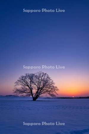 ハルニレの木と日の出