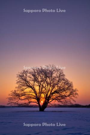 ハルニレの木と日の出