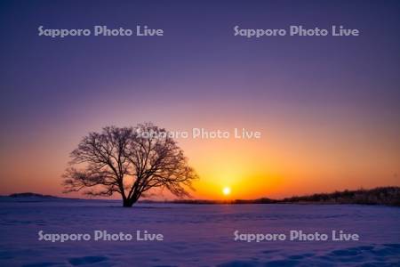 ハルニレの木と日の出