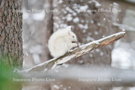 白いエゾリス