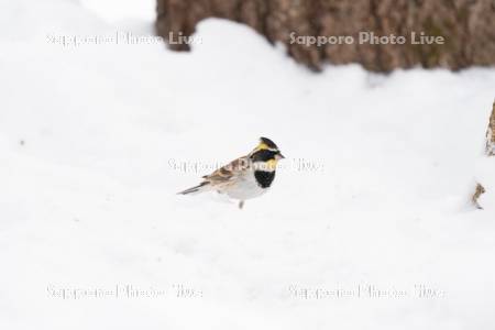 ミヤマホオジロ