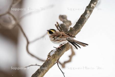 ミヤマホオジロ