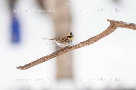 ミヤマホオジロ