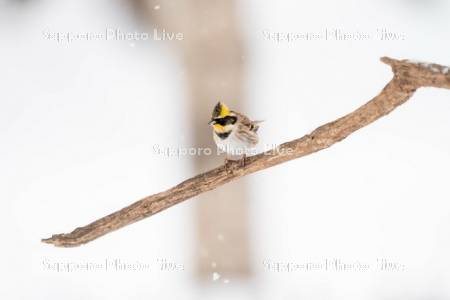 ミヤマホオジロ