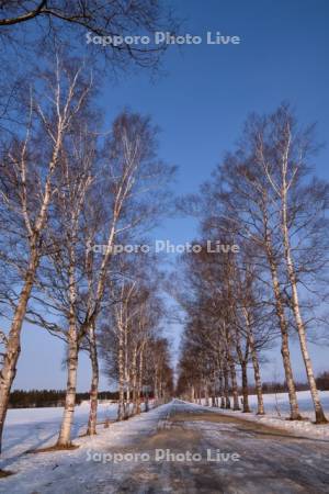 白樺並木