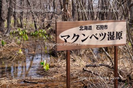 マクンベツ湿原