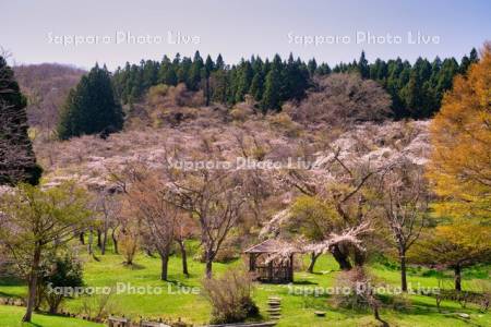 花沢公園の桜