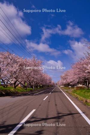 松前町の桜並木