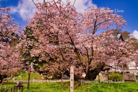 光善寺　血脈桜