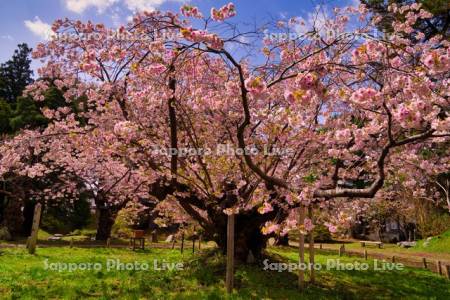 光善寺　血脈桜