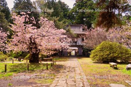 光善寺と桜