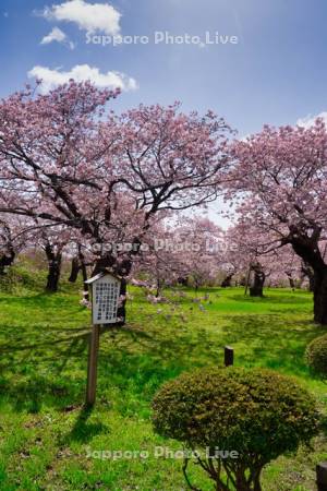 松前公園南殿　桜
