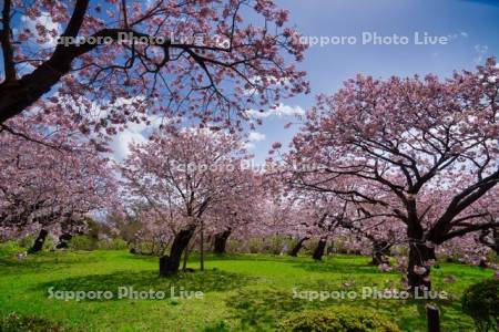 松前公園南殿　桜