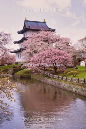 松前城と桜