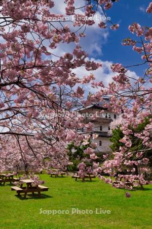松前城と桜