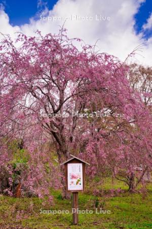 松前公園　八重紅枝垂　桜