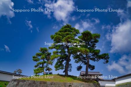 松前公園　三本松土居