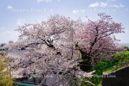 松前公園の夫婦桜