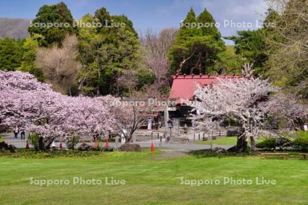 松前神社と桜
