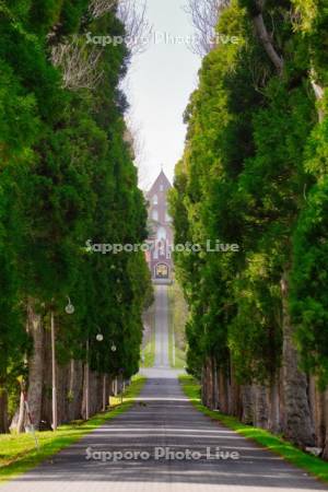 トラピスト修道院と杉並木
