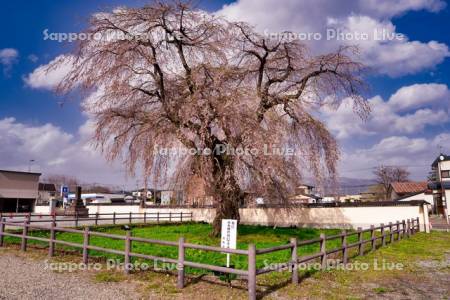 法亀寺しだれ桜