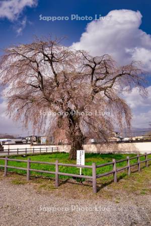 法亀寺しだれ桜