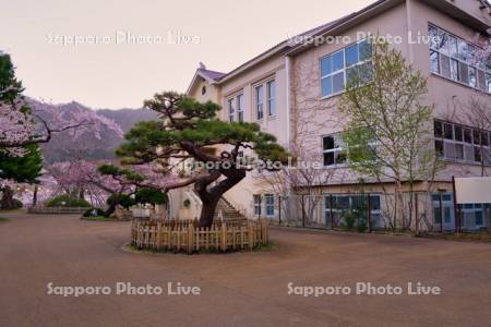 函館公園の桜と旧市立函館図書館