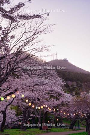 函館公園の桜と函館山