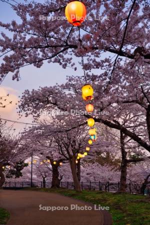 函館公園の桜の夕景