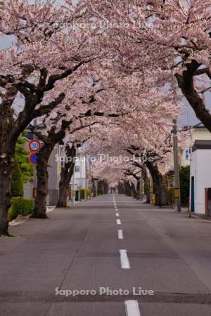 桜ヶ丘通の桜並木