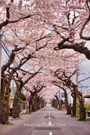 桜ヶ丘通の桜並木