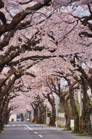 桜ヶ丘通の桜並木