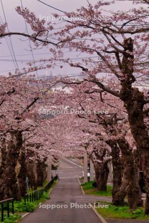 住三吉神社の桜