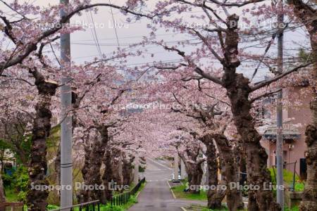 住三吉神社の桜