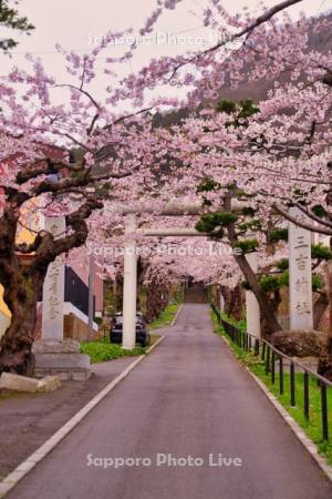 住三吉神社の桜