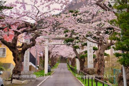 住三吉神社の桜