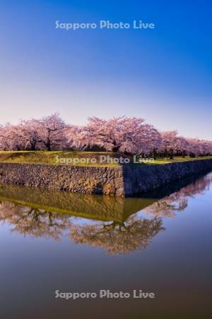 五稜郭公園の桜