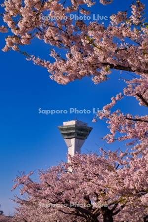 五稜郭公園の桜と五稜郭タワー