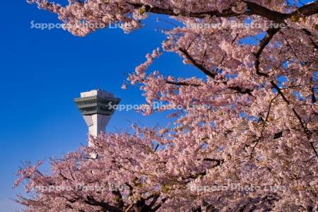 五稜郭公園の桜と五稜郭タワー