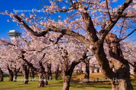 五稜郭公園の桜と五稜郭タワー
