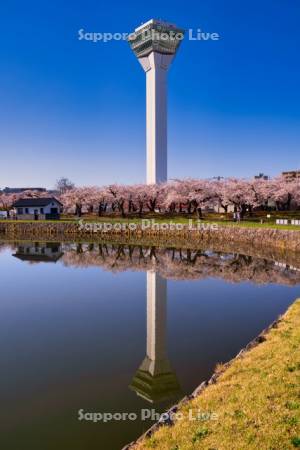 五稜郭公園の桜と五稜郭タワー