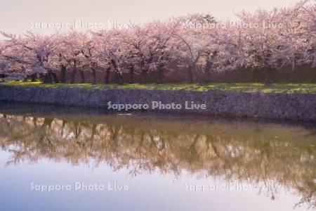 五稜郭公園の桜