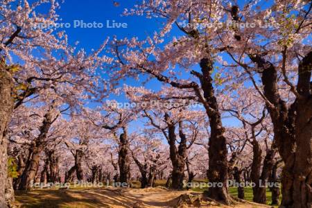五稜郭公園の桜