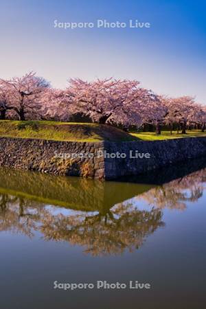 五稜郭公園の桜