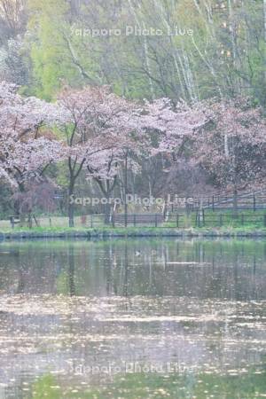 月寒公園の池と桜