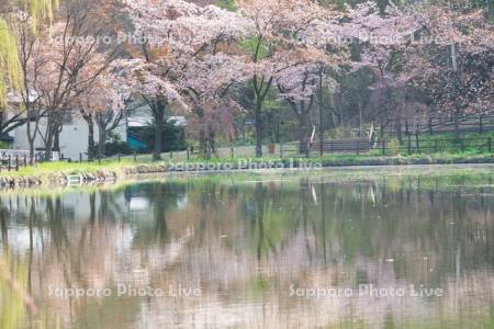 月寒公園の池と桜